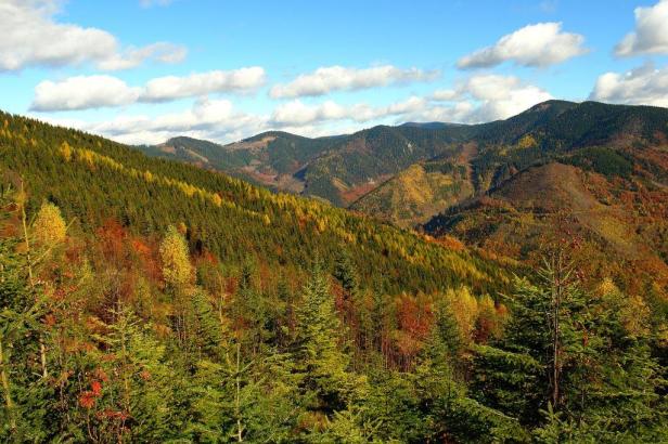 Forests-in-the-middle-of-Slovakia