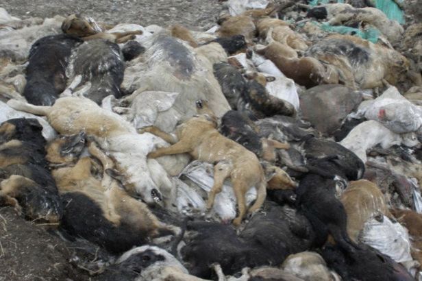 PROD-Killings-of-stray-animals