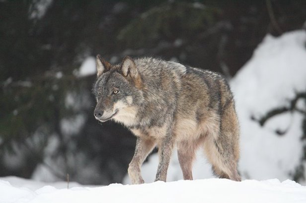 Le loup en Estonie