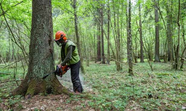 La forêt de Białowieża