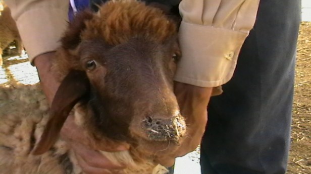 Gouvernement bulgare critiqué pour ses mesures radicales et non adaptatives