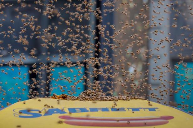 Les abeilles ont envahis Times Square à New York