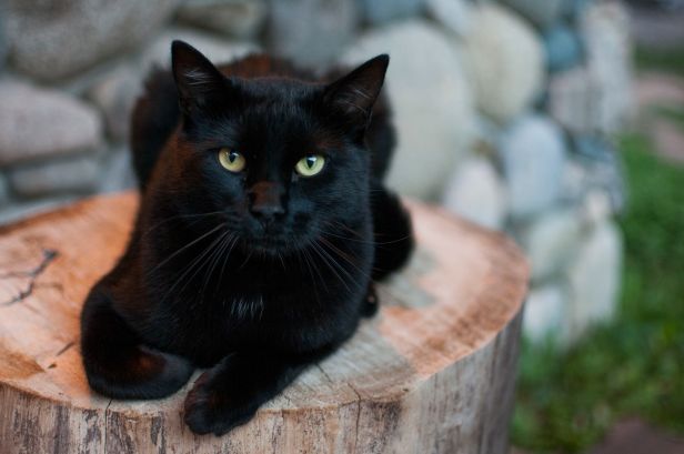 black-cat-on-tree-stump-588278854-5804d25b3df78cbc2867566c