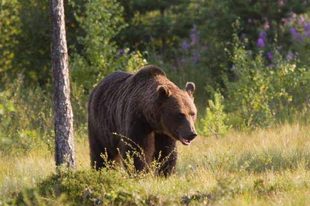 Les autorités locales doivent vérifier comment les deux ours ont réussi à entrer sur la route.