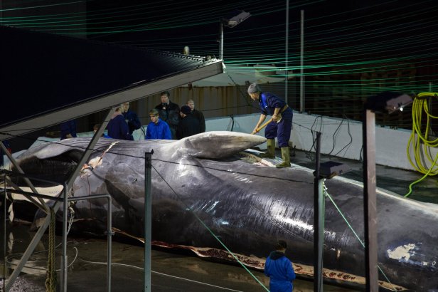 Capture d'une baleine en Islande Source : Bara Kristinsdottir 