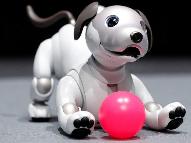 Sony Corp's entertainment robot "aibo" is pictured at its demonstration in Tokyo
