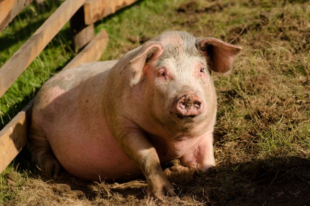 La peste porcine africaine a déjà causé de gros dégâts dans le sud-est de la Roumanie