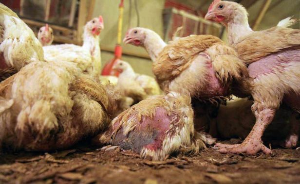 Des images choquantes pour une production de volailles anglaises de masse sans respect de la vie animale