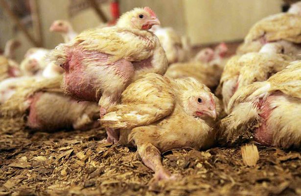 Sick and deformed chickens suffering inside a chicken factory farm