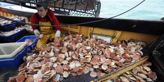 La coquille Saint-Jacques n'a pas de restriction en Angleterre