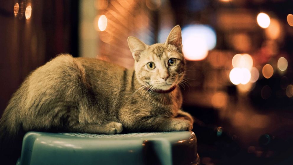 Croydon Cat Killer: les propriétaires d’animaux à Londres rejettent le verdict