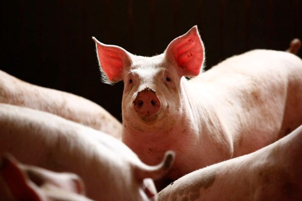 2018-10-25T162858Z_1_LYNXNPEE9O1M4-OUSHE_RTROPTP_3_HEALTH-US-USA-PORK-POLAND
