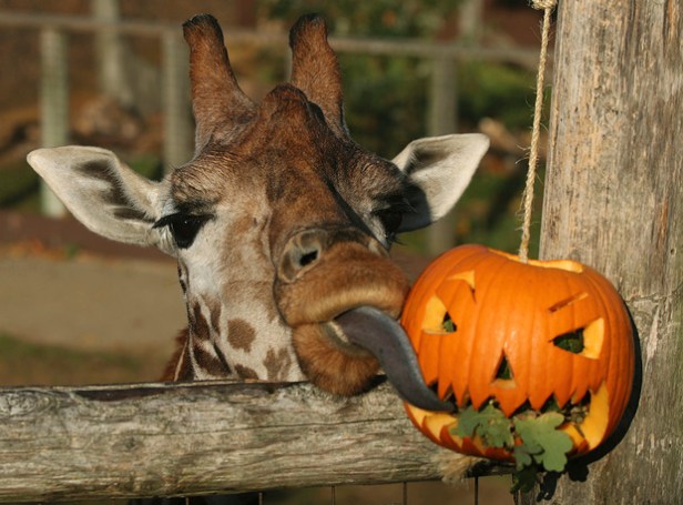 Britain Halloween Zoo