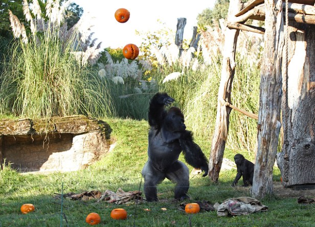 Britain Halloween Zoo