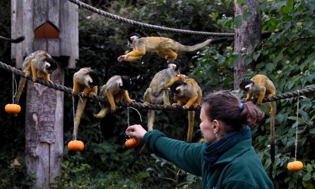 Halloween photocall at the London Zoo