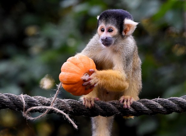 Halloween photocall at the London Zoo