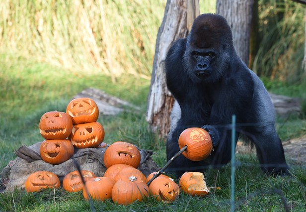 Halloween photocall at the London Zoo