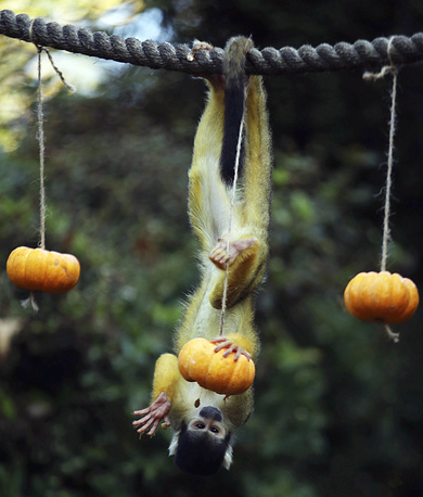 Britain Halloween Zoo
