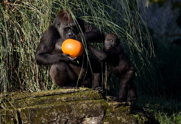 Halloween photocall at the London Zoo