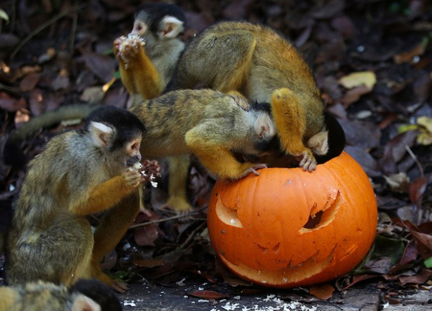 Britain Halloween Zoo