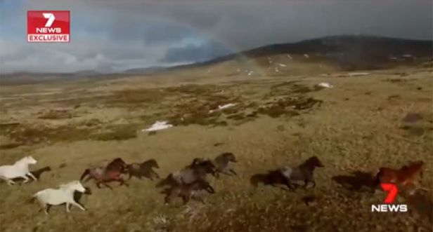 Le ministère de la Défense australien procède à l'abattage d'un troupeau de 150 brumbies Source: 7 nouvelles