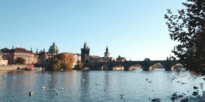 flock of ducks near bridge