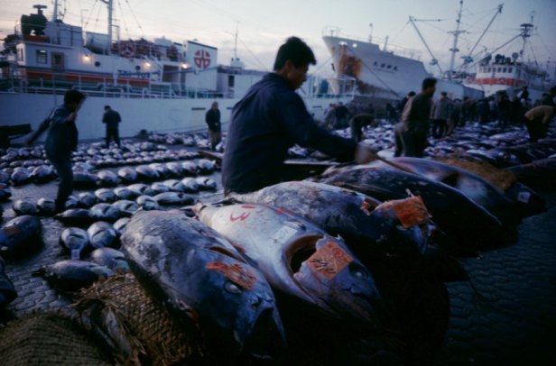 Tsukiji La nuit commence déjà le processus d'acheminement du poisson du pêcheur vers les restaurants (photo de 1988)