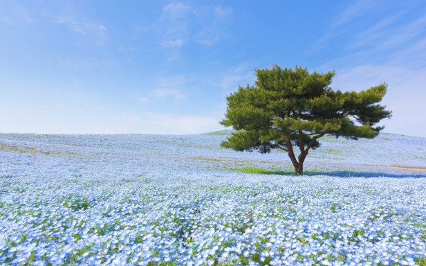 Mountain, Tree and Nemophila in Japan